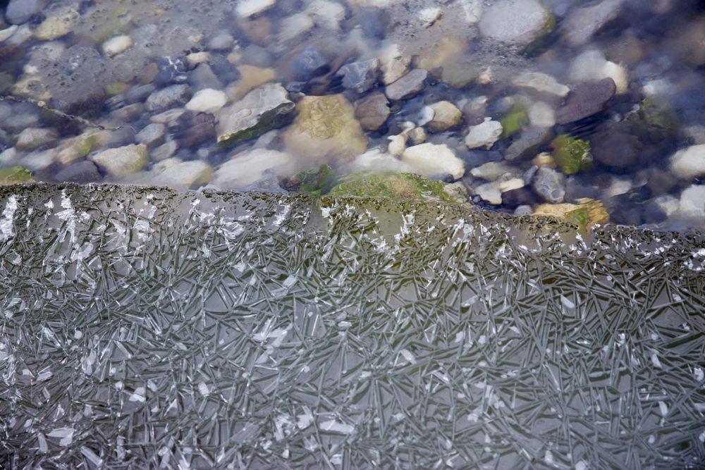 Beginner's Guide to Animal Magic